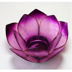 Lotus lavender stage | Fønix