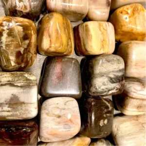 Forstenet træ | Sten og krystaller