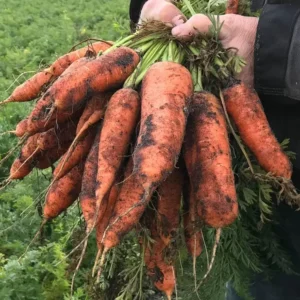 biodynamiske-gulerødder